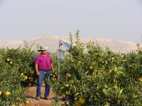 Citrus Orchard